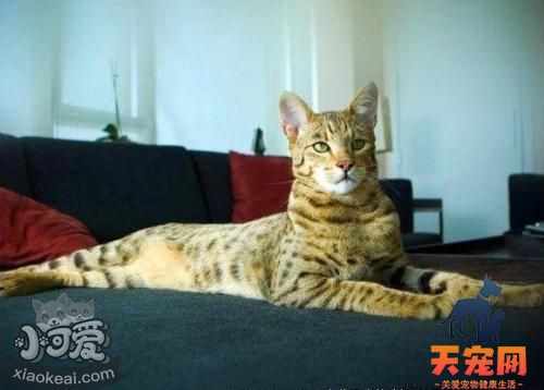 怎么训练阿舍拉猫不抓沙发 阿舍拉猫抓沙发解决办法