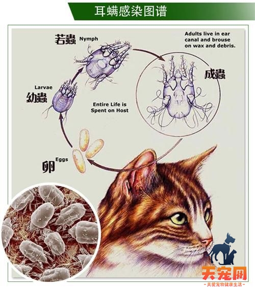 猫咪耳螨怎么治疗 猫咪得耳螨的原因介绍