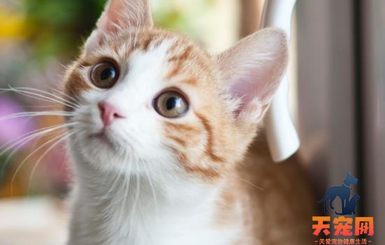 猫为什么会发出呼噜呼噜的声音是怎么回事