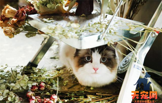 ​猫吃蟑螂会有事吗