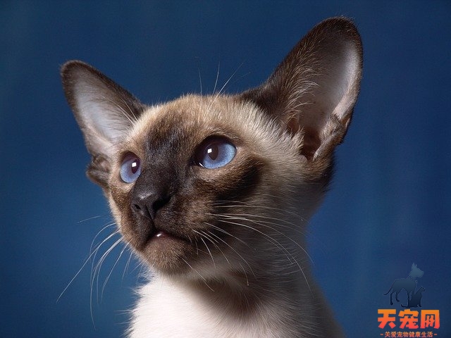 母猫没有奶怎么办