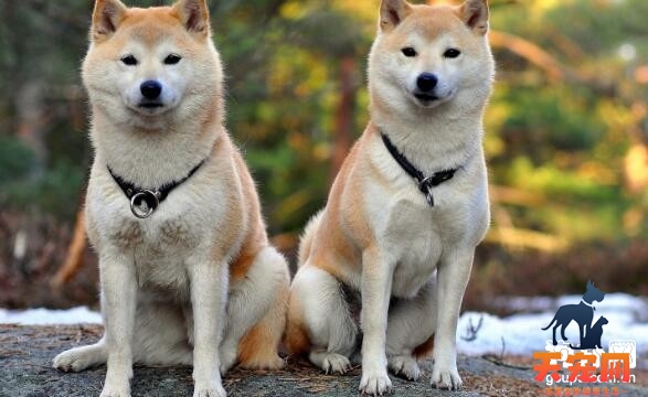 【秋田犬怎么养】秋田犬养护疾病常识