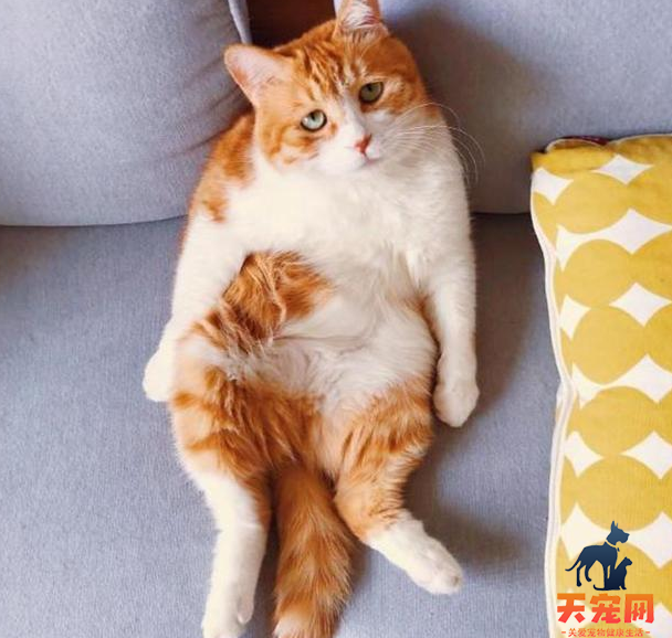 橘猫为什么这么火 橘猫为什么这么可爱
