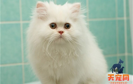 猫为什么会突然呕吐吐白色泡沫怎么办