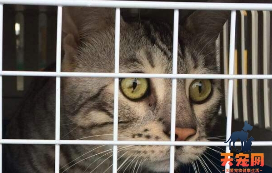 猫为什么会自己上厕所 猫的祖先就有这种习惯啦!