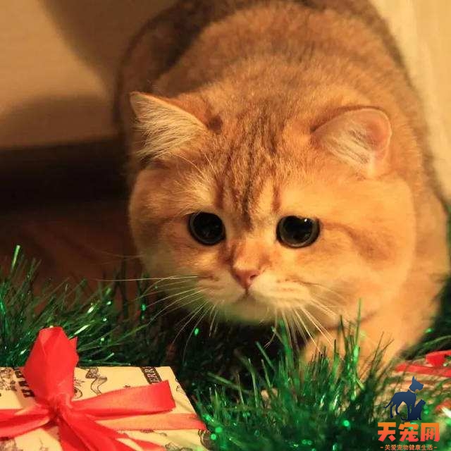 公橘猫为什么总爱晚上一直叫 或许在和其他喵星人聊天呢！