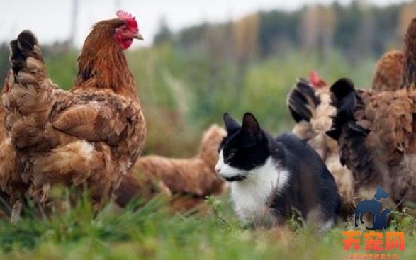 猫能吃鸡肉吗