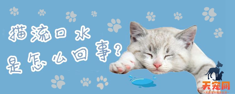 猫流口水是怎么回事