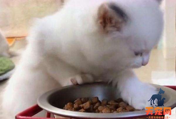 小奶猫多久可以吃猫粮