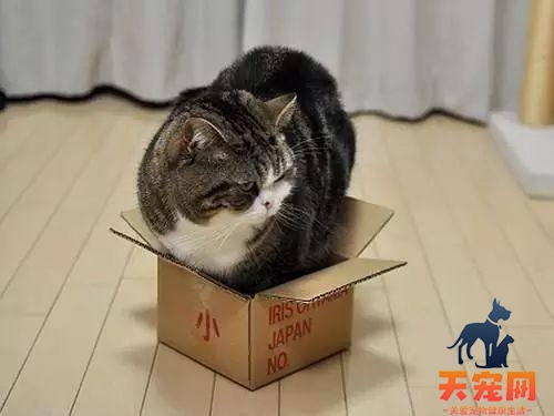 猫为什么喜欢在纸箱子里睡觉不喜欢猫窝