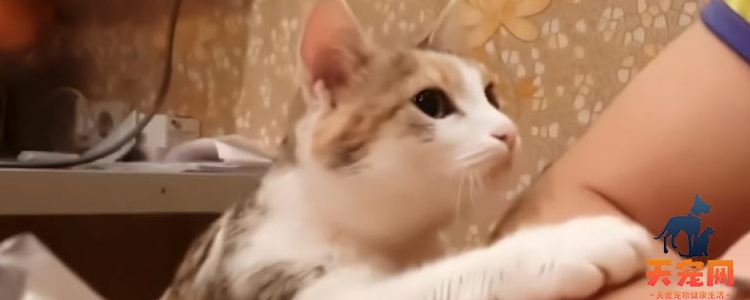 被小奶猫的爪子挠破碍事吗 不需要打针!被小奶猫的爪子挠破碍事吗 不需要打针!被小奶猫的爪子挠破碍事吗 不需要打针!