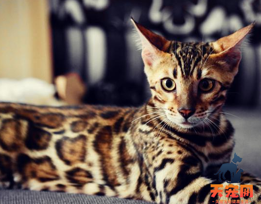 豹猫有几种花纹 豹猫花纹图片