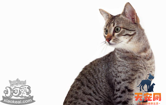 猫咪耳螨要怎么处理 猫咪耳螨需要及时清理！