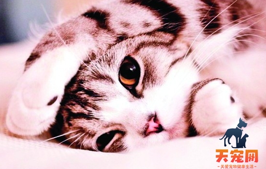 猫绝育后还愿意粘人吗 绝育真的是打开猫咪的新方式吗？猫绝育后还愿意粘人吗 绝育真的是打开猫咪的新方式吗？猫绝育后还愿意粘人吗
