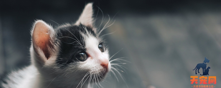 猫咪会感染新型冠状病毒肺炎吗 如何有效预防