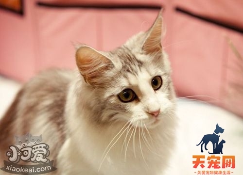 怎么训练柯尼斯卷毛猫上厕所 柯尼斯卷毛猫上厕所训练法