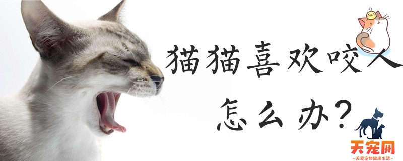 猫猫喜欢咬人怎么办