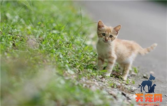 猫被抛弃了会怎么样