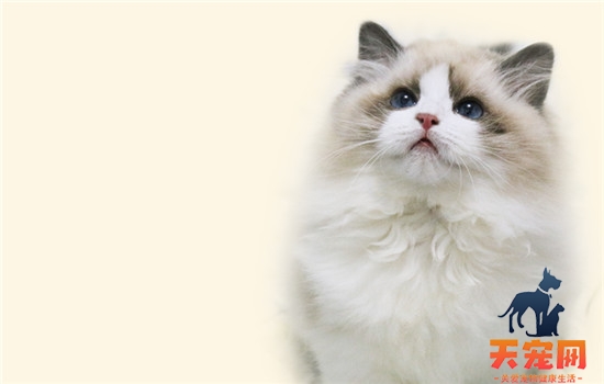 猫为什么会半夜闻人的呼吸 猫为什么有时候过来闻人
