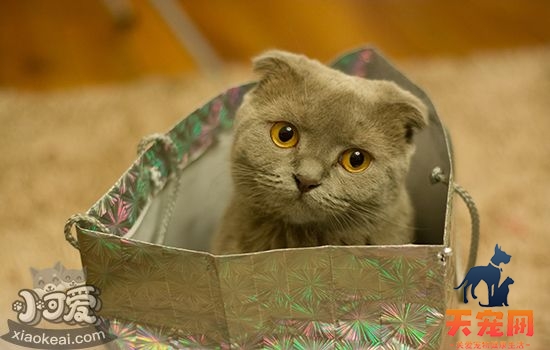 英国短毛猫发情了叫怎么办 防扰民攻略