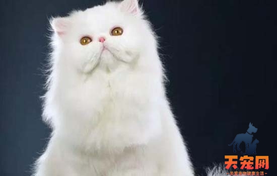 猫咪一直吐白色泡沫是怎么回事