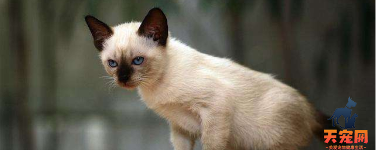 暹罗猫眼睛颜色等级 眼睛可以分辨猫咪品种