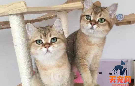 猫可以在家单独呆三四天吗