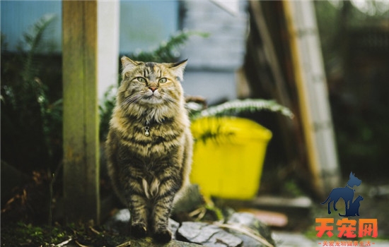 怎么才能预防猫杯状病毒 做到这四点就能有有效预防