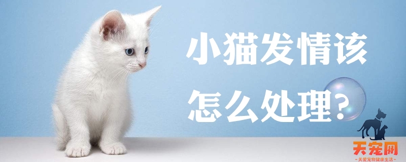 小猫发情该怎么处理