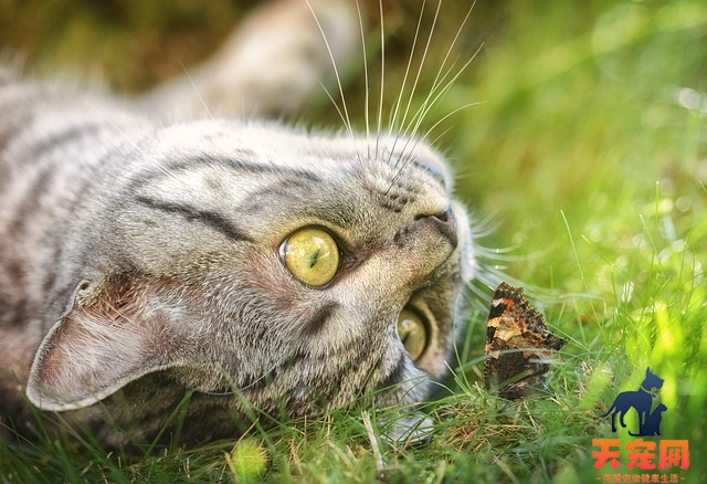 怀孕猫咪下体有白色分泌物多久生