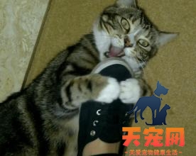 猫为什么喜欢我的臭鞋子 小猫为什么喜欢闻臭鞋子