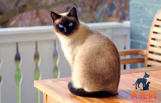 暹罗猫优点和缺点 据说极其依赖主人不像猫