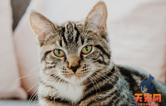 如何让猫咪喜欢你
