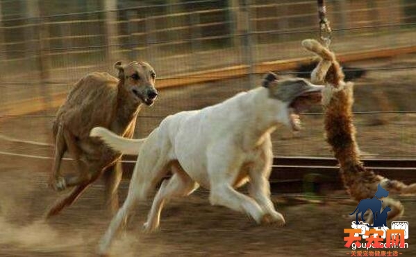 【格力犬怎么训练】训练格力犬的方法技巧