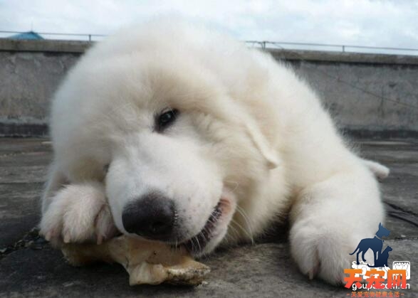 大白熊犬常见的牙齿问题