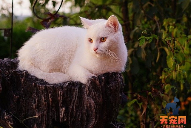 怎么区分金渐层和橘猫