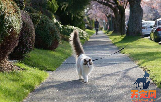 猫不能碰的植物