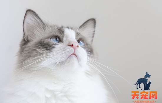 布偶猫白耳遗传的几率