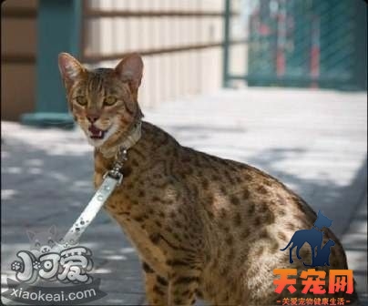 阿舍拉猫为什么会痉挛 阿舍拉猫痉挛原因