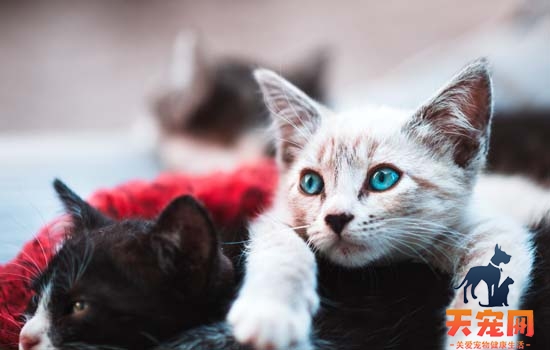 加菲猫感冒症状是什么