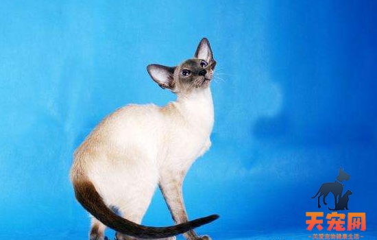 暹罗猫生育需要多长时间 初次生产的猫是不同的哦！暹罗猫生育需要多长时间