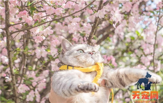 猫认路吗 猫猫的鼻子可是很灵的哦猫认路吗 猫猫的鼻子可是很灵的哦