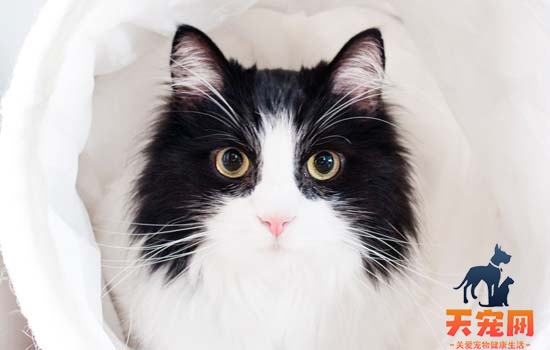 小猫睡觉为什么蜷成团 小猫睡觉为什么蜷成一团