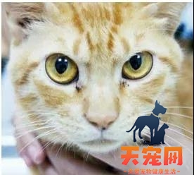 猫眼睛的分泌物怎么清理 清理猫眼有方法！