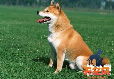 【秋田犬挑食怎么办】改善秋田犬厌食的好方法