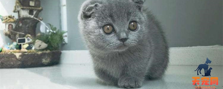英短矮脚猫基因缺陷 矮脚猫的缺点是什么