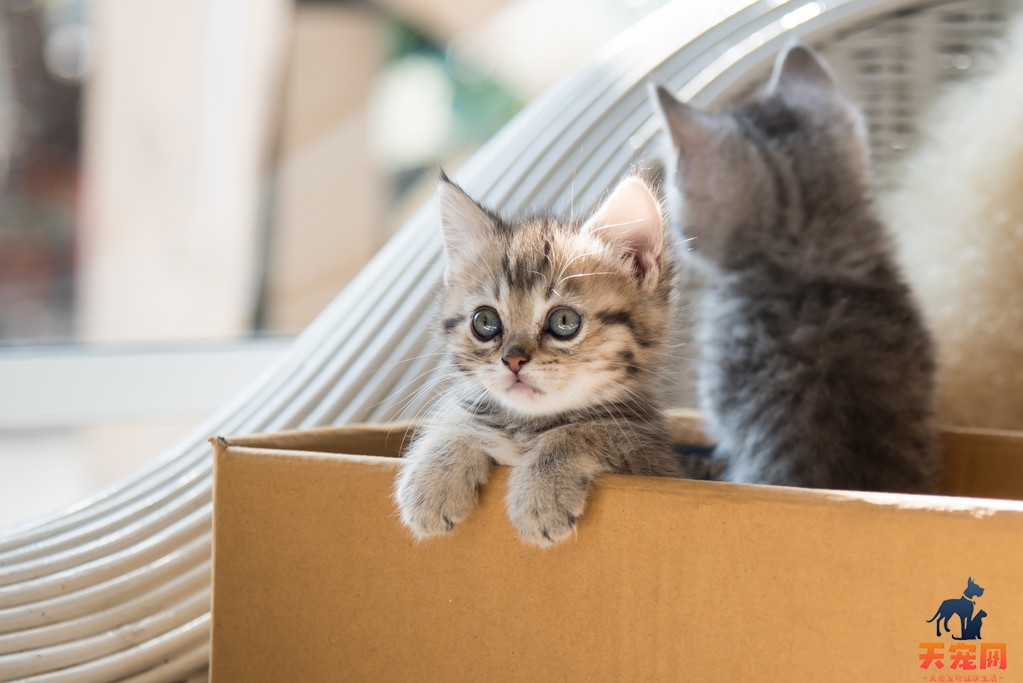 猫猫为什么喜欢咬纸箱子 猫为什么老半夜咬纸箱子