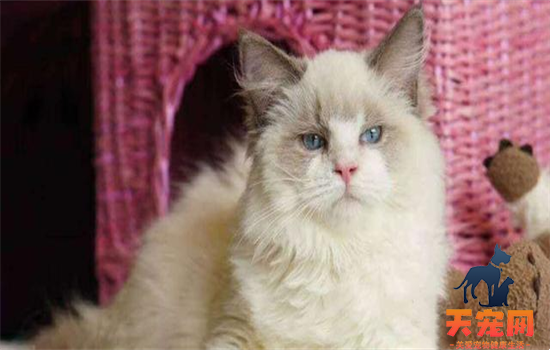 ​黑脸布偶猫是什么品种