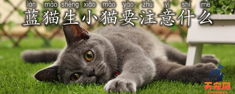 蓝猫生小猫要注意什么