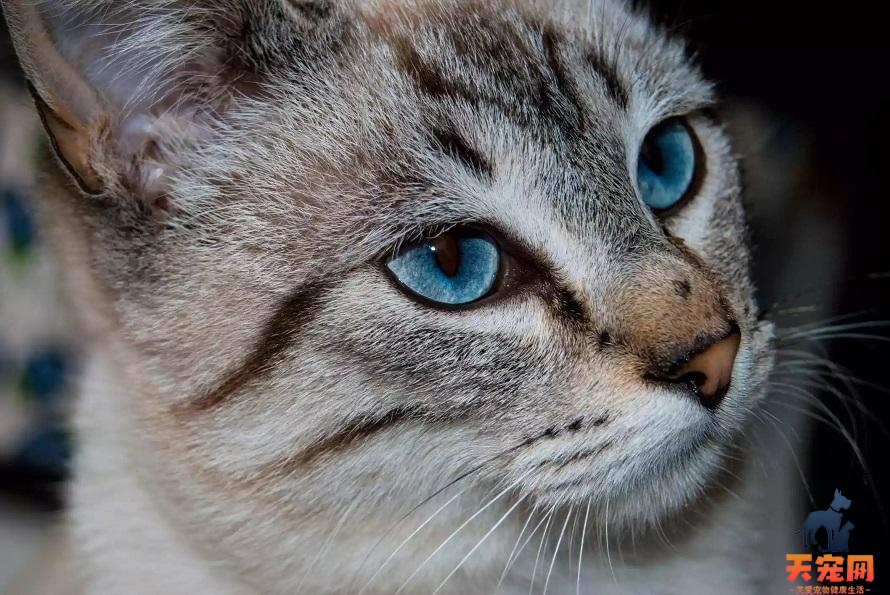 蓝猫的眼睛是什么颜色就比较正宗